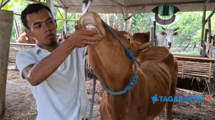 Pemuda Blitar, Raup Cuan Ratusan Juta Dari Jualan Sapi Kurban 7 Pemuda Blitar, Raup Cuan Ratusan Juta Dari Jualan Sapi Kurban