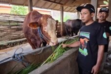 Menengok Si Glewo, Sapi Jumbo Asal Blitar Pilihan Presiden Prabowo 7 IMG 20250521 WA0000