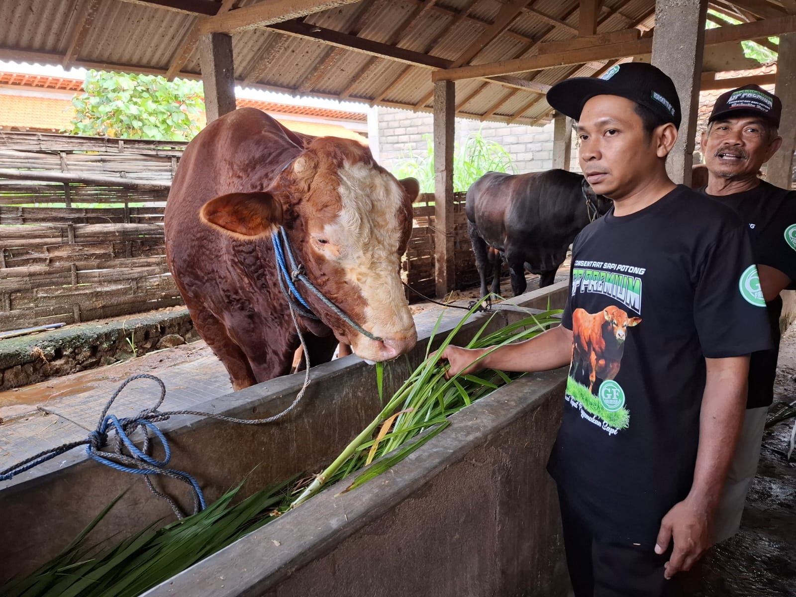 Menengok Si Glewo, Sapi Jumbo Asal Blitar Pilihan Presiden Prabowo 4 IMG 20250521 WA0000