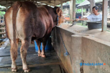 Jihad, Sapi Jumbo Piaraan Peternak Blitar Dibeli Presiden Prabowo dengan Harga Fantastis 6 Jihad, Sapi Jumbo Piaraan Peternak Blitar Dibeli Presiden Prabowo dengan Harga Fantastis