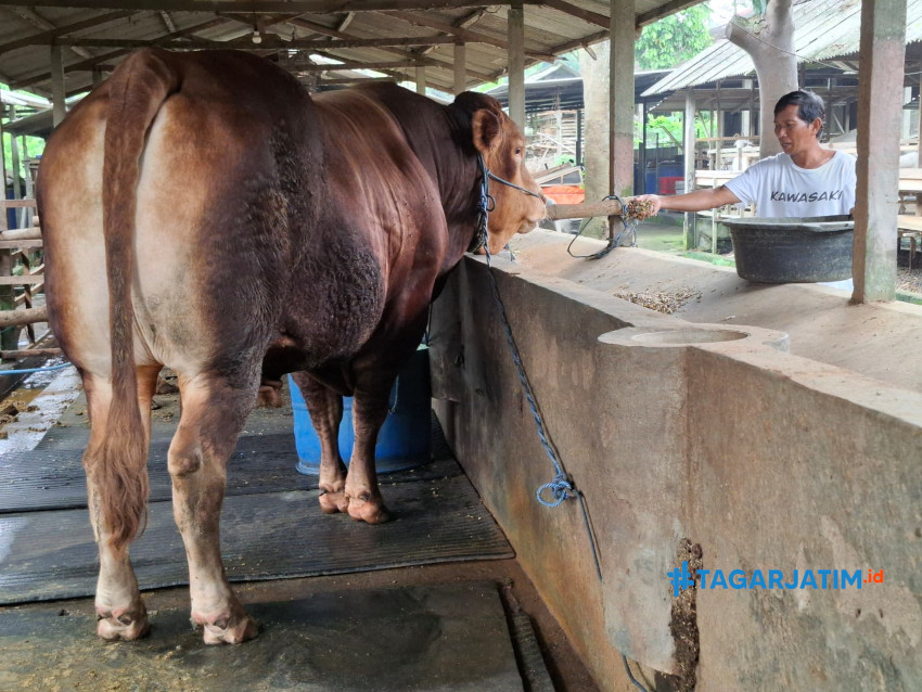 Jihad, Sapi Jumbo Piaraan Peternak Blitar Dibeli Presiden Prabowo dengan Harga Fantastis 1 Jihad, Sapi Jumbo Piaraan Peternak Blitar Dibeli Presiden Prabowo dengan Harga Fantastis