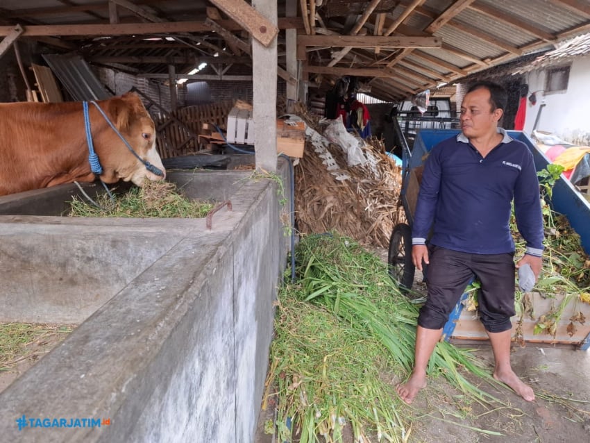 Aksi Santai Pencuri, Nuntun Sapi Dari Kandang Dipermukiman Padat Terekam CCTV