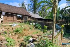 Melihat Lebih Dekat Pekarangan Yang Dijadikan Ladang Ganja di Blitar 5 Melihat Lebih Dekat Pekarangan Yang Dijadikan Ladang Ganja di Blitar