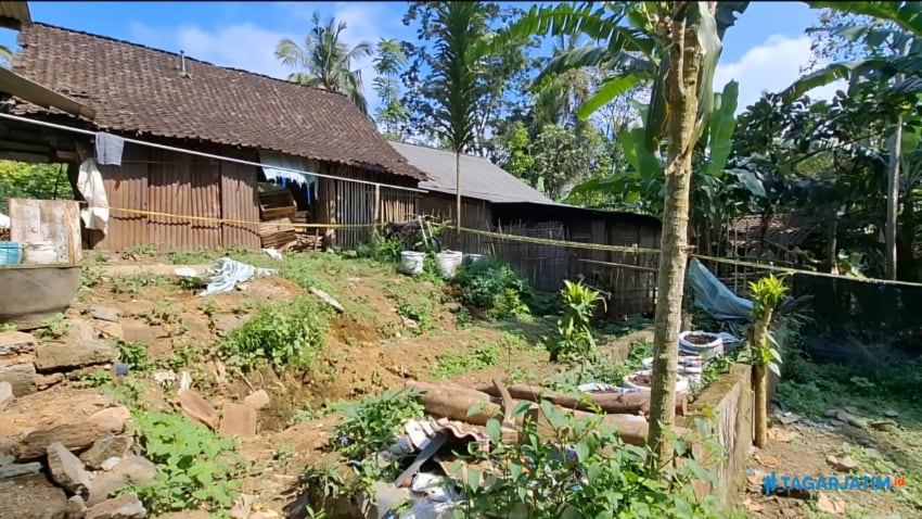 Melihat Lebih Dekat Pekarangan Yang Dijadikan Ladang Ganja di Blitar