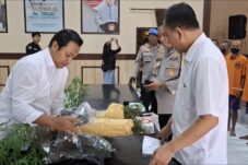 Pembudidaya Ganja Blitar, Jual Kering dan Batangan Ke Pembeli 4 Polisi menunjukkan barang bukti ganja kering dan pohon ganja sitaan dari pelaku budidaya ganja Krisik (Novianto, tagarjatim.id)