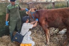 Puluhan Ternak di 22 Kecamatan, di Kabupaten Blitar Terjangkit PMK 2 09429eec c7b6 47cf 8cc7 3e299c23dff4